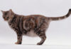 Aká je priemerná dĺžka mačky - Fumi Pets