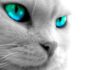 青い目をした15の最高の猫の品種-フミペット