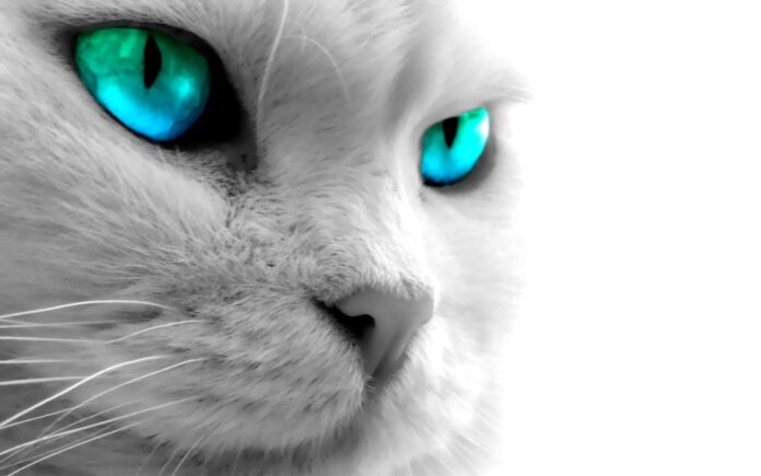 15 Best Cat Breeds With Blue Eyes - Fumi Pets