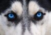 23 Common & Rare Dogs With Blue Eyes; Everything you need to know - Fumi Pets