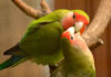 5 Fun Facts About Lovebirds - Fumi Pets