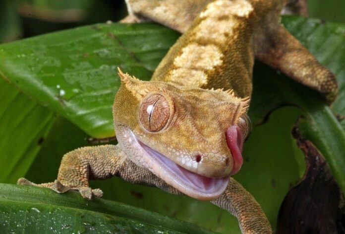 All You Need To Know About Crested Geckos - Fumi Pet