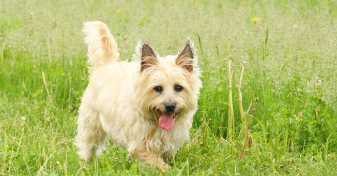 Are Cairn Terriers Hypoallergenic; Do They Shed More Than Usual - Fumi Pets