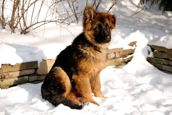 Are German Shepherds Dogs Good in Cold Weather; What You Should Know - Fumi Pets