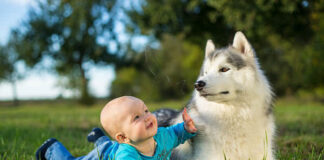 Are Huskies Good with Kids; Cost, Tips and Everything you need to know