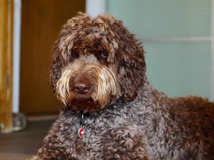 Are Poodles Hypoallergenic; Tips for Families - Fumi Pets