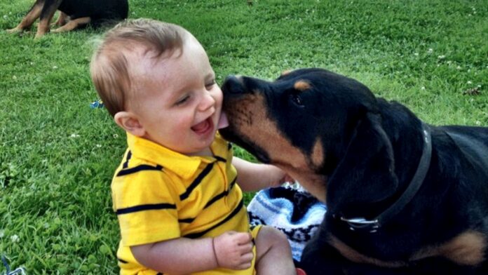 Are Rottweilers dogs good with Kids; A Complete Guide for Parents - Fumi Pets