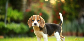 At-What-Age-Do-Beagles-Dog-Breed-Stop-Growing