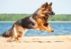 At What Age Do German Shepherds Stop Growing; Tips and Facts - Fumi Pets