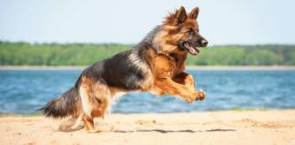 I hvilken alder slutter schæferhunder å vokse; Tips og fakta - Fumi Pets