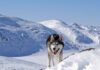 Can Husky dogs Stay Outside in the Cold - Fumi Pets