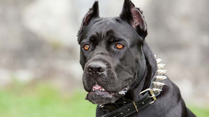 Cane Corso Puppy Costs; Everything You Need To Know - Fumi Pets
