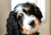 Do Bernedoodles Have Health Issues- What's Their Lifespan