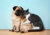 Do Pugs Get Along With Cats; Tips and Everything You Need to Know - Fumi Pets
