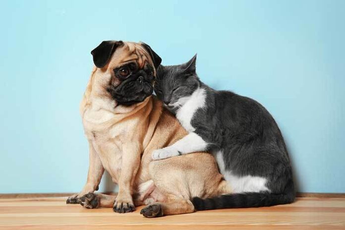 Do Pugs Get Along With Cats; Tips and Everything You Need to Know - Fumi Pets