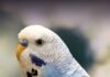 Getting a Baby Parakeet; Costs and Tips - Everything You Need to Know