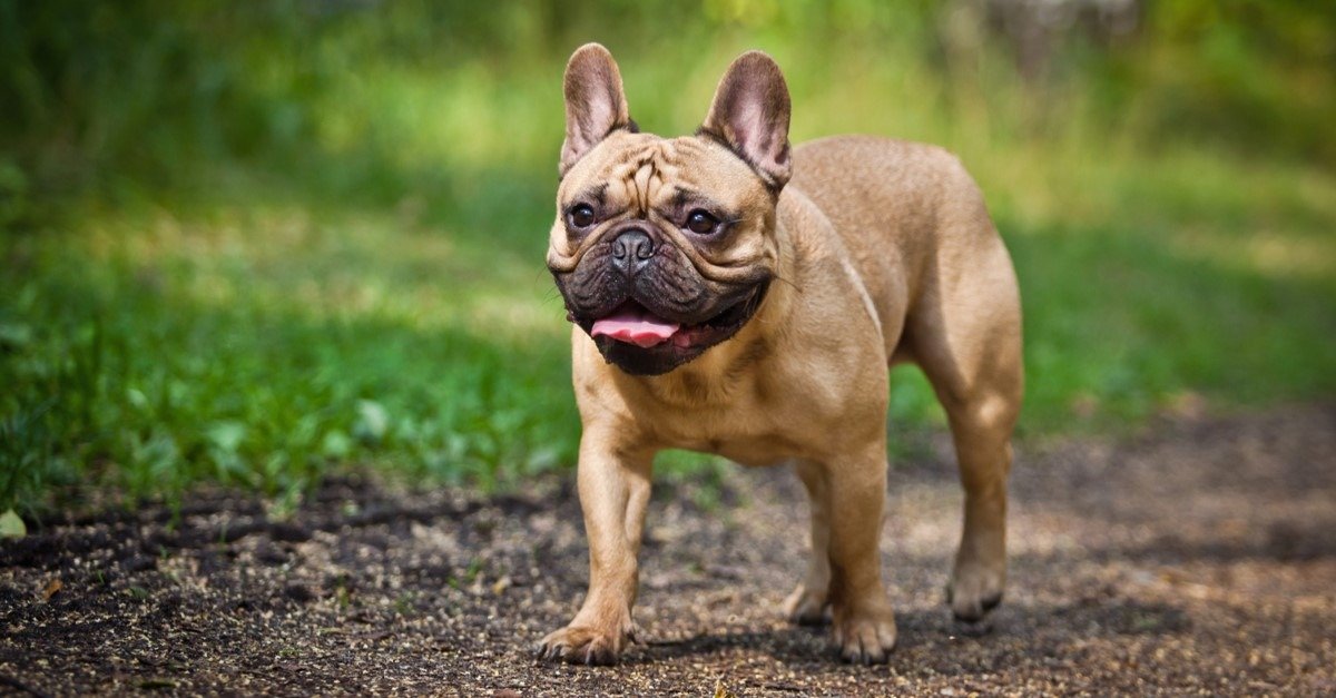 How Big Do French Bulldogs Get; Everything you need to know - Fumi Pets