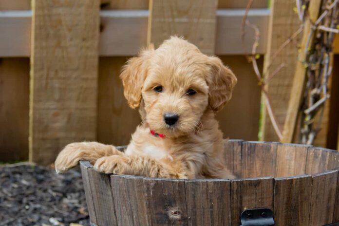 How Much Do Goldendoodle Puppies Cost; Everything you need to know