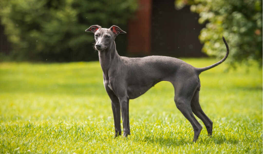 How Much Do Italian Greyhounds Cost? - Fumi Pets | 2024