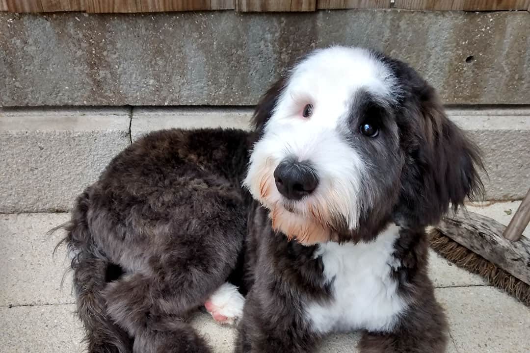 How Much Does a Sheepadoodle Cost; True Breeder Prices - Fumi Pets