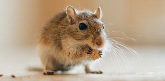 How To Keep And Care For A Pet Gerbils
