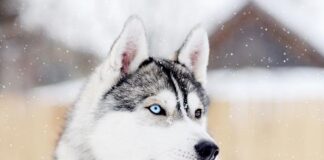 How intelligent is a Husky dog breed; How Smart Can You Expect Them to Be - Fumi Pets