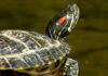 How to Care for Pet Red-Eared Slider Turtles - Fumi Pets