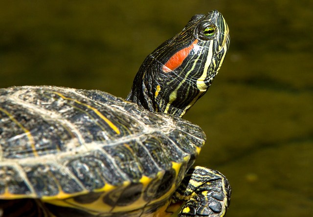 How to Care for Pet Red-Eared Slider Turtles - Fumi Pets