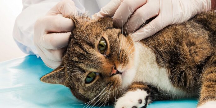 How to fully Treat Ear Mites in Cats