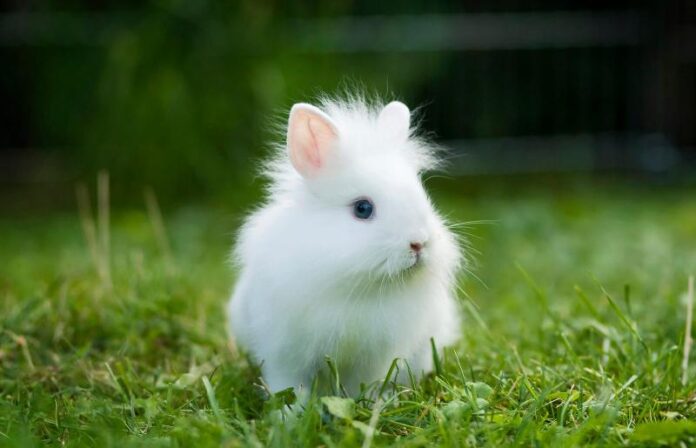 Keeping and Caring for Lionhead Rabbits as Pets | 2022