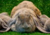 Lop Eared Rabbits; The Complete Guide