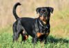 Mini Rottweilers; Cost and Tips - Everything You Need to Know