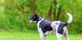Pointer-Labrador Mixes; Cost, Tips and Everything you need to know