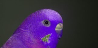 Purple Parakeets as Pets; Tips and Everything You Need to Know