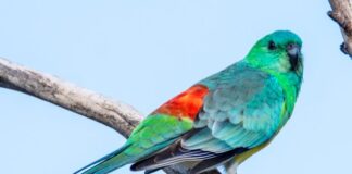 Red Rump Parakeets; Tips and Everything You Need to Know - Fumi Pets