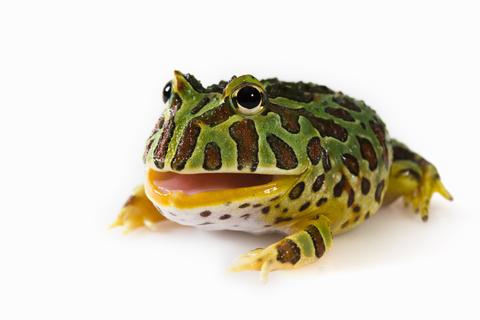 The Complete Guide to Caring for Pacman Frogs as Pets