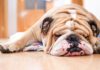 Top 10 Different Bulldog Breeds to Consider