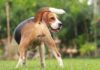 Understanding the Lenght Of Heat Cycle In Dogs - Fumi Pets