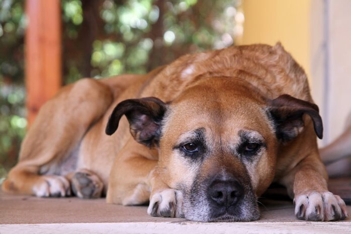 What to Do if Your Dog Is Vomiting Yellow Bile