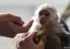 Why-You-Should-Not-Keep-Pet-Monkeys-Fumi-Pets