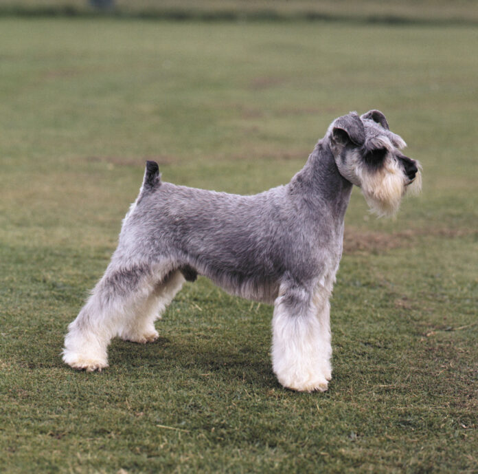 Are Schnauzers Born With Tails; Everything You Need To Know - Fumi Pets