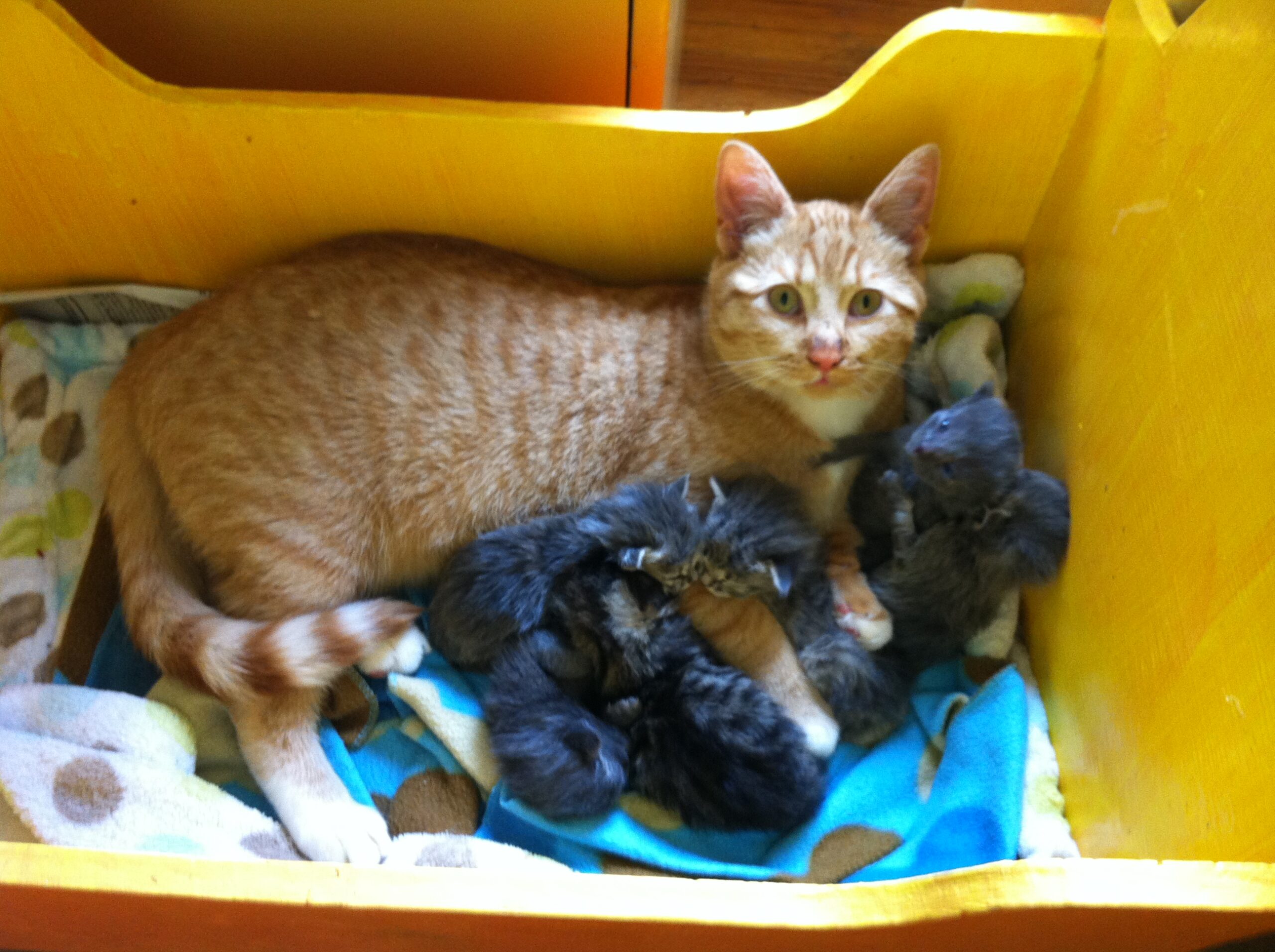 Do Male Cats Act Paternal and Fatherly Towards Kittens; Everything You Need To Know - Fumi Pets