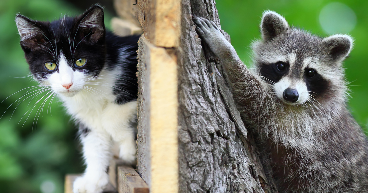 Do Raccoons & Cats Really Get Along; Everything You Need To Know - Fumi Pets