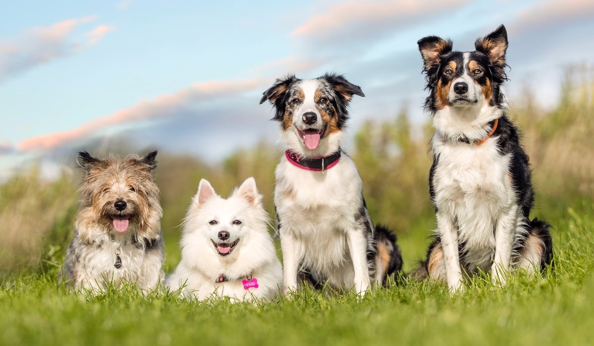 Everything you need to know about Dog Life Cycles; Everything You Need To Know - Fumi Pets