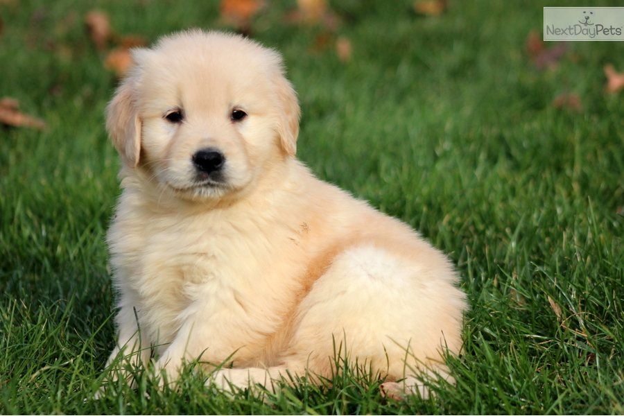 Golden Retriever Puppies Under 200 Dollars - Fumi Pets