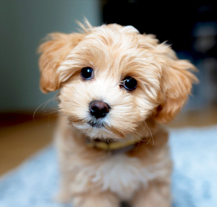 How Much Does a Maltipoo Cost? Everything You Should Know - Fumi Pets