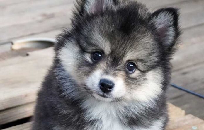 How Much Does a Pomsky cost; Everything You Should Know - Fumi Pets
