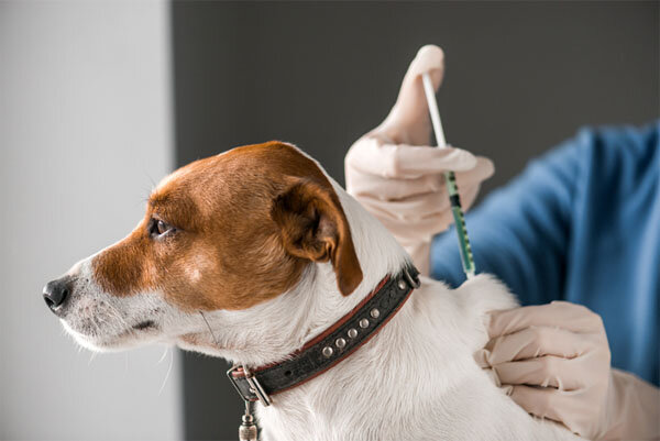 How Much Should You Pay For Vaccine for Cats & Dogs; Everything You Need To Know - Fumi Pets