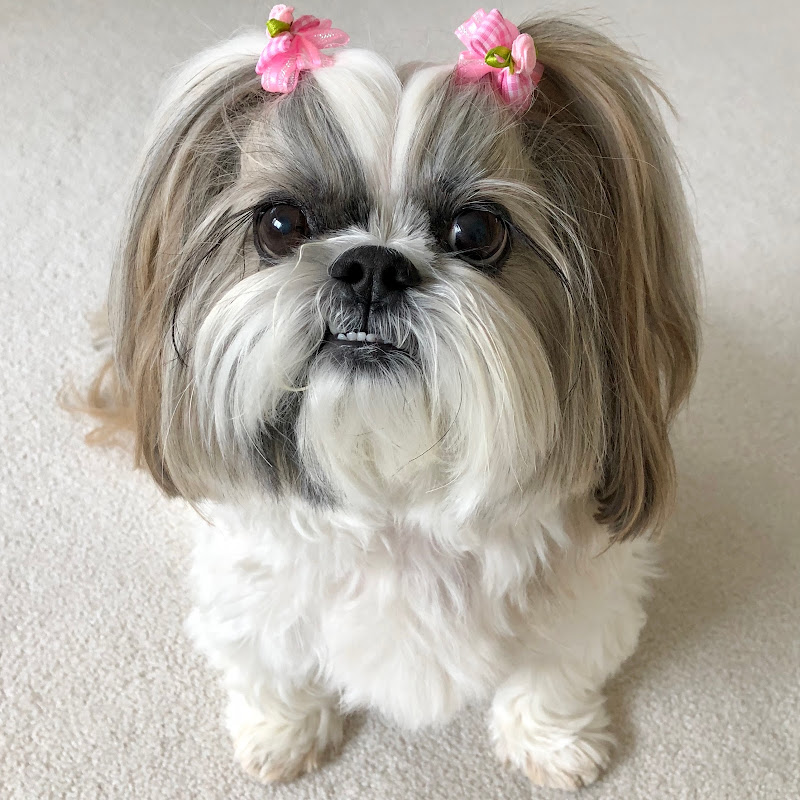 How to Put Ponytails on a Dog; Everything You Need To Know - Fumi Pets