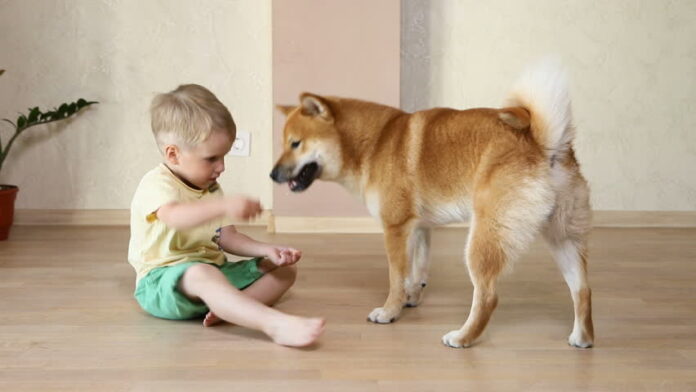 Is A Shiba Inu A Good Family Dog Good With Small Children - Fumi Pets